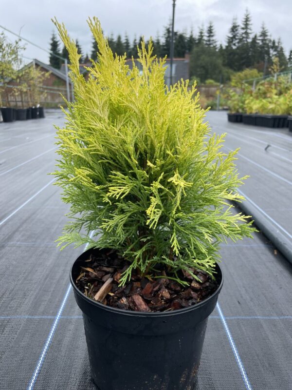 Lawson Cypress 'Golden Pot' (2L)