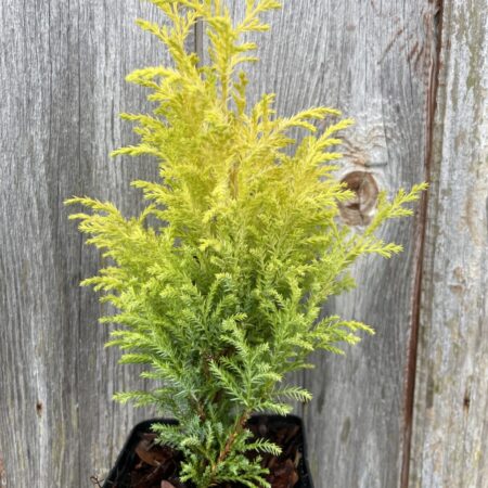Lawson Cypress ‘Royal Gold’