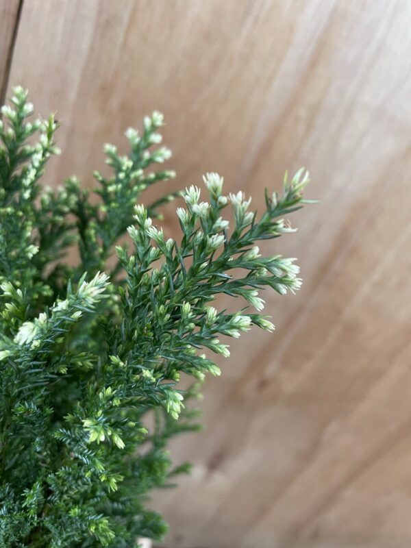Lawson Cypress 'Snow White' (2L) - Image 3