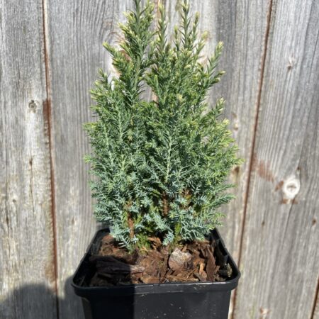 Lawson Cypress 'Snow White' (P9)