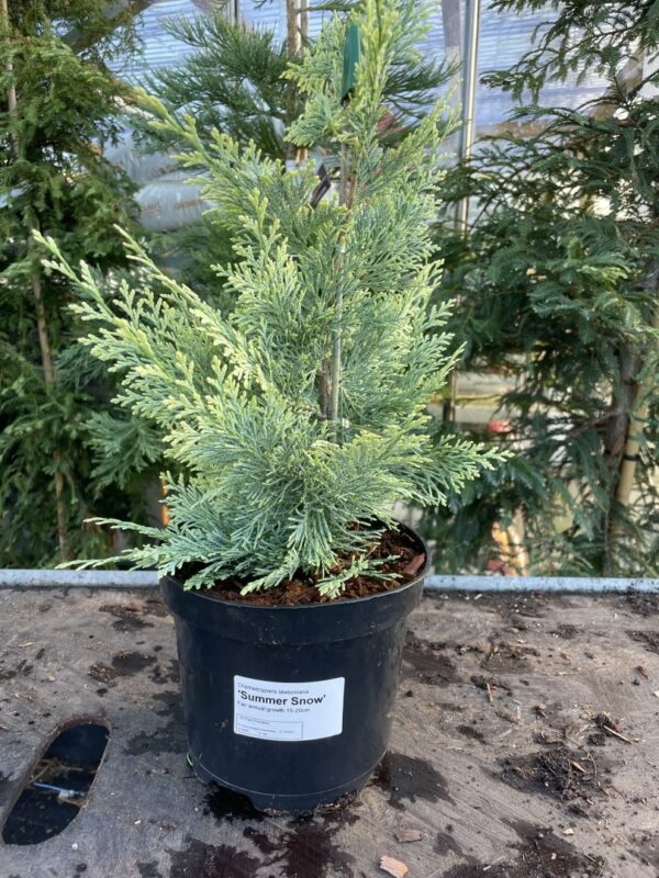 Lawson Cypress 'Summer Snow' (3L)