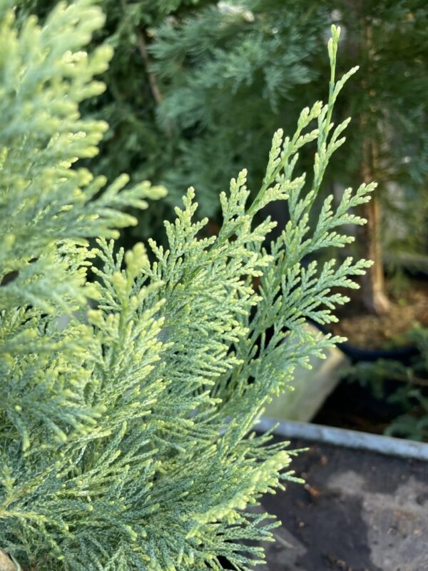 Lawson Cypress 'Summer Snow' (3L) - Image 3