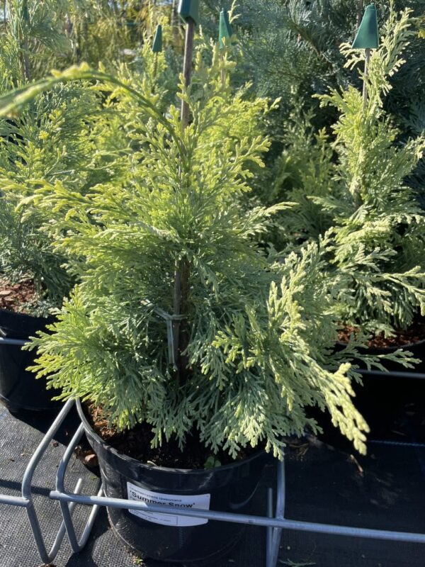 Lawson Cypress 'Summer Snow' (3L) - Image 5