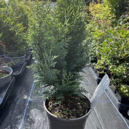 Lawson Cypress 'White Spot' (3L)