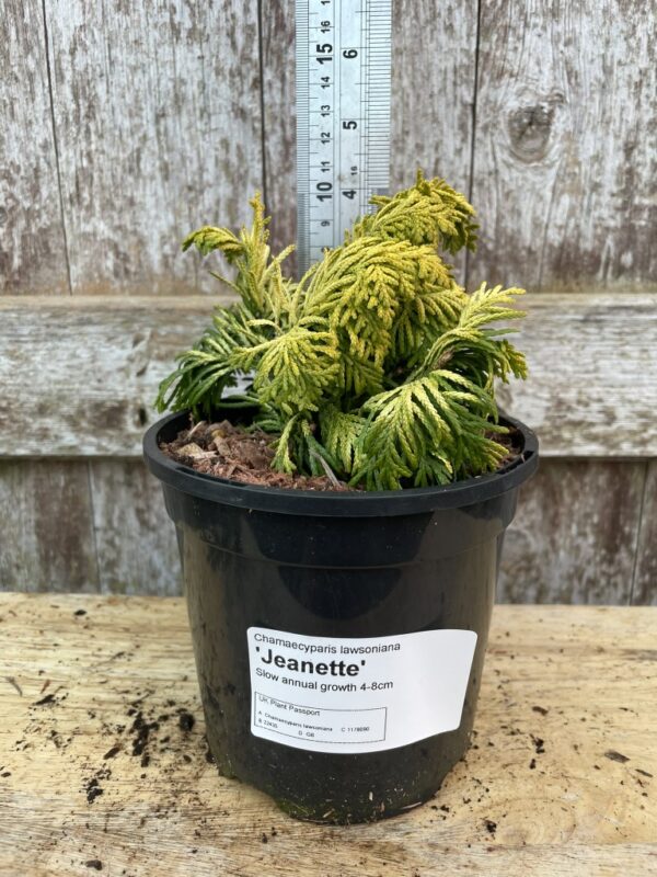 Lawson Cypress 'Jeanette' (1L) - Image 3