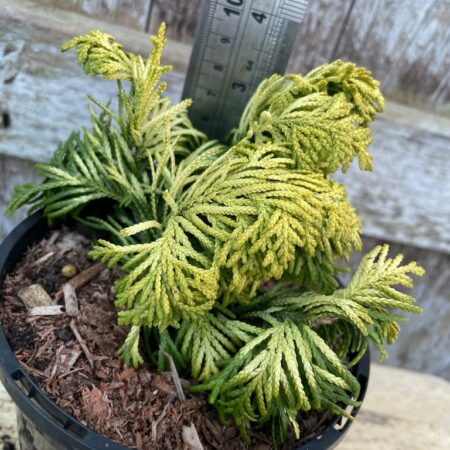 Lawson Cypress 'Jeanette' (1L)