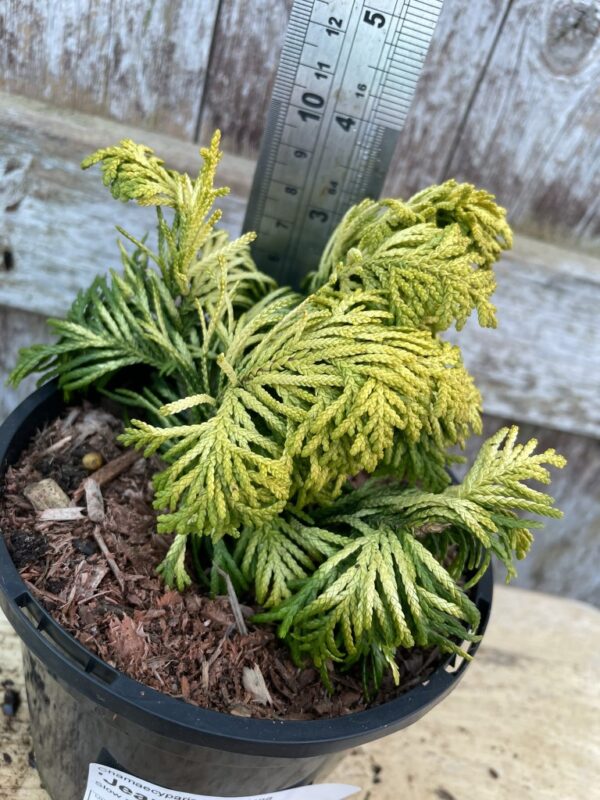 Lawson Cypress 'Jeanette' (1L)