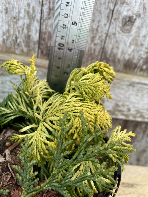 Lawson Cypress 'Jeanette' (1L) - Image 2