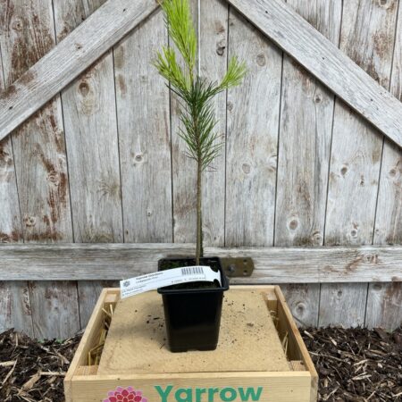 Lodgepole Pine 20/40cm (P9)