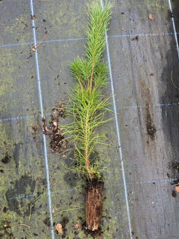 Lodgepole Pine 20/40cm (Cell)