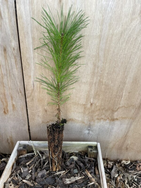 Lodgepole Pine 20/40cm (Cell)