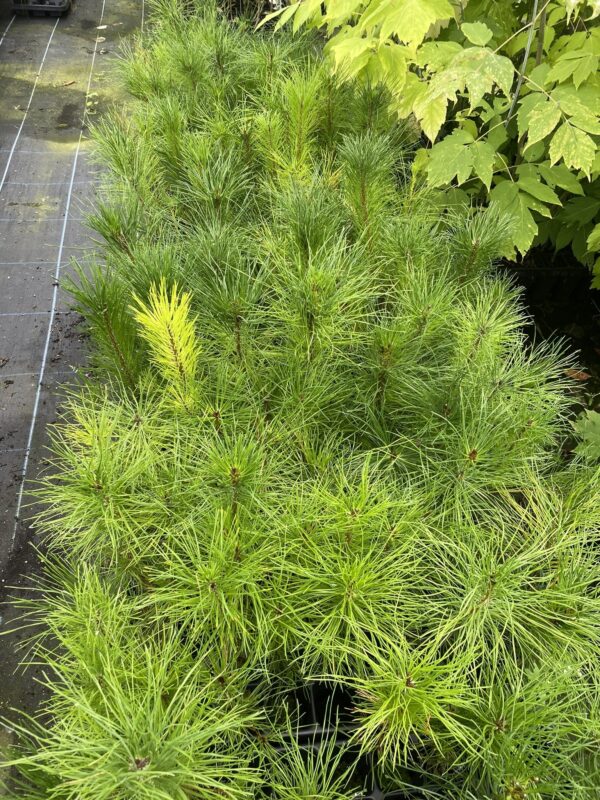 Lodgepole Pine 20/40cm (Cell)
