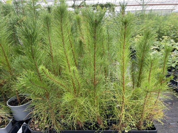 Lodgepole Pine 20/40cm (Cell)
