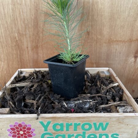 Lodgepole Pine Bonsai (P9)