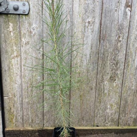 Maritime Pine 40/60cm (P9T)