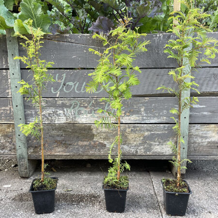 Metasequoia glyptostroboides / Dawn Redwood