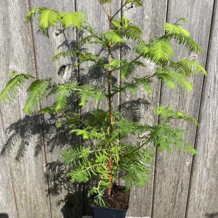 Metasequoia glyptostroboides - Dawn Redwood