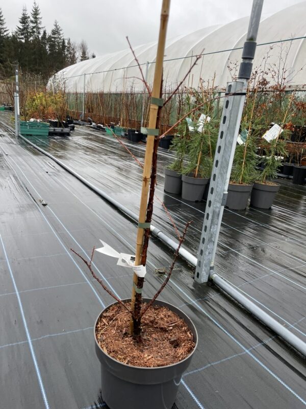 Metasequoia glyptostroboides Dawn Redwood 'Amber Glow'