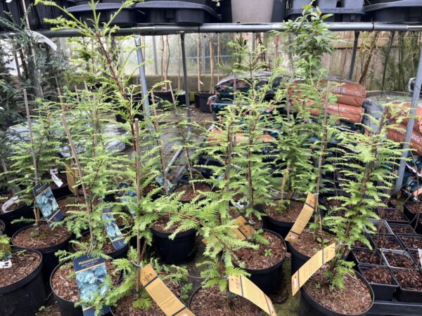 Metasequoia glyptostroboides - Dawn Redwood 'Blue-isch' 40/60cm (3L)