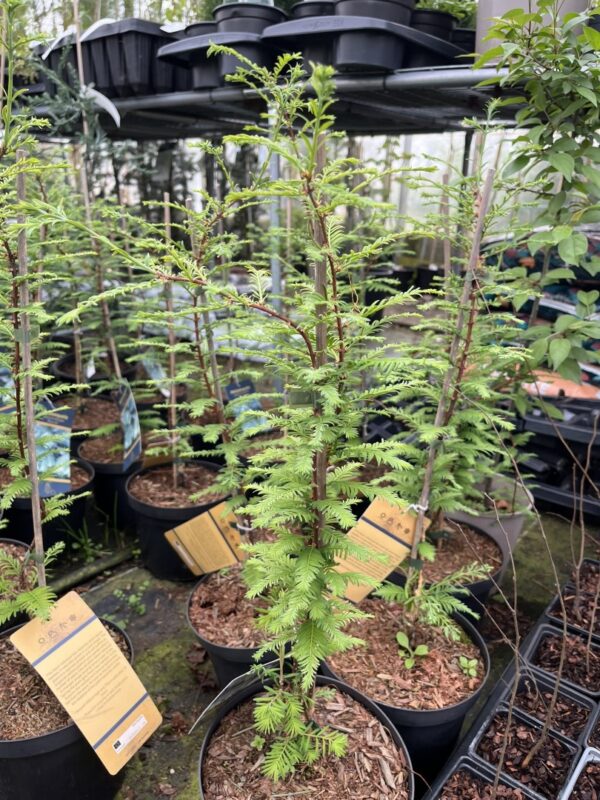 Metasequoia glyptostroboides - Dawn Redwood 'Blue-isch' 40/60cm (3L)