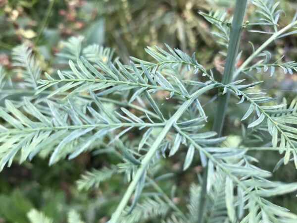 Metasequoia glyptostroboides Dawn Redwood 'Blue-isch' 40/60cm