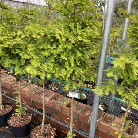 Metasequoia glyptostroboides Dawn Redwood 'Chubby'
