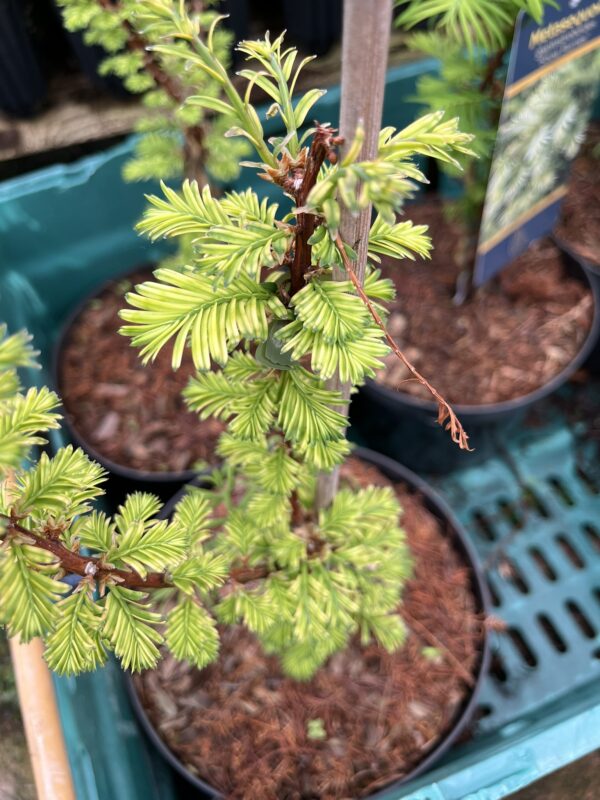 Metasequoia glyptostroboides - Dawn Redwood 'Little Creamy' 40/60cm (3L)