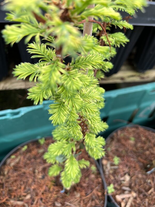 Metasequoia glyptostroboides - Dawn Redwood 'Little Creamy' 40/60cm (3L)