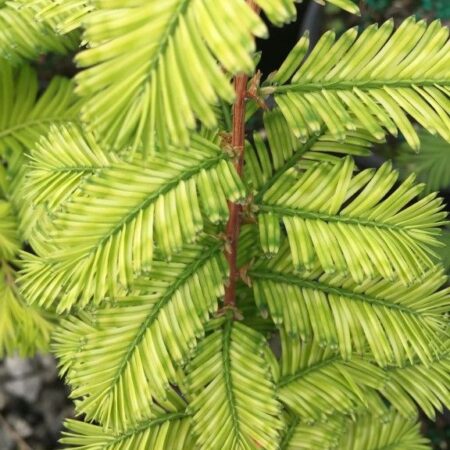 Metasequoia glyptostroboides Dawn Redwood 'Little Creamy'