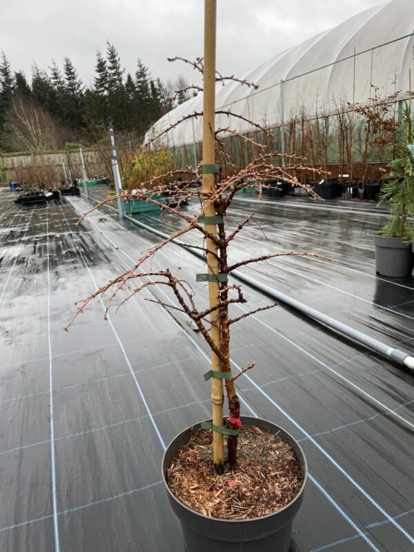 Metasequoia glyptostroboides Dawn Redwood 'Schirrmann's Nordlicht'