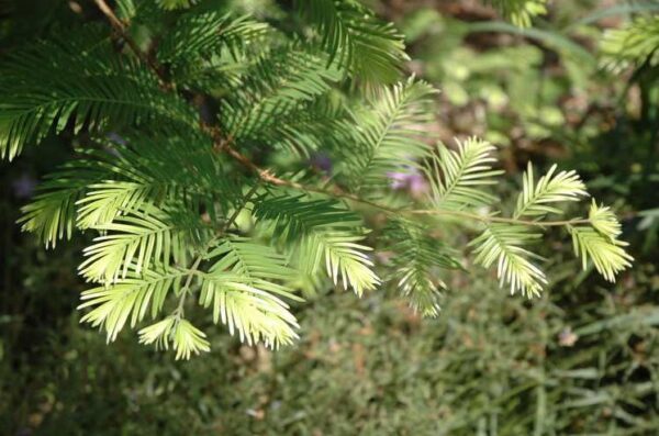 Metasequoia glyptostroboides Dawn Redwood 'Snow Flurry'