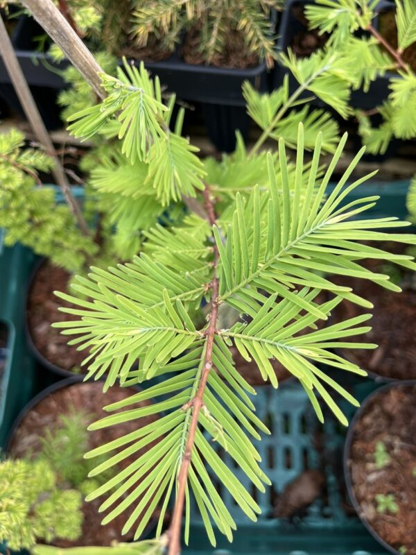 Metasequoia glyptostroboides - Dawn Redwood 'Snow Flurry' 40/60cm (3L)