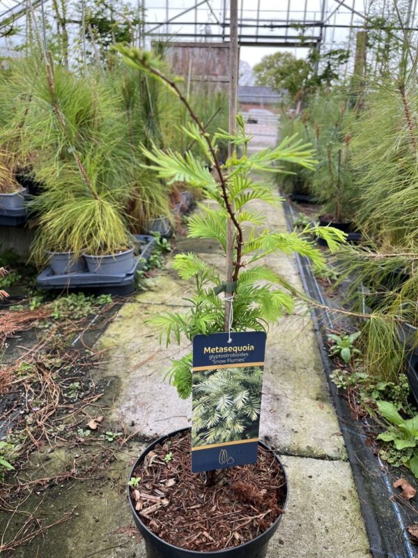 Metasequoia glyptostroboides - Dawn Redwood 'Snow Flurry' 40/60cm (3L)