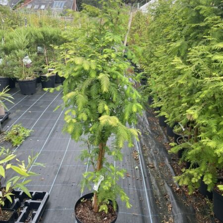 Metasequoia glyptostroboides Dawn Redwood Tree - 100/120cm (5L)