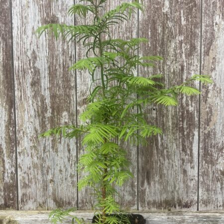 Metasequoia glyptostroboides Dawn Redwood Tree 20/40cm