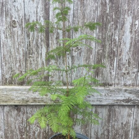 Metasequoia glyptostroboides Dawn Redwood Tree 40/60cm (2L)