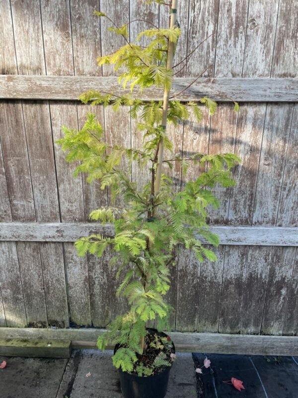 Dawn Redwood 'Golden Oji' 200cm (10L) - Image 5