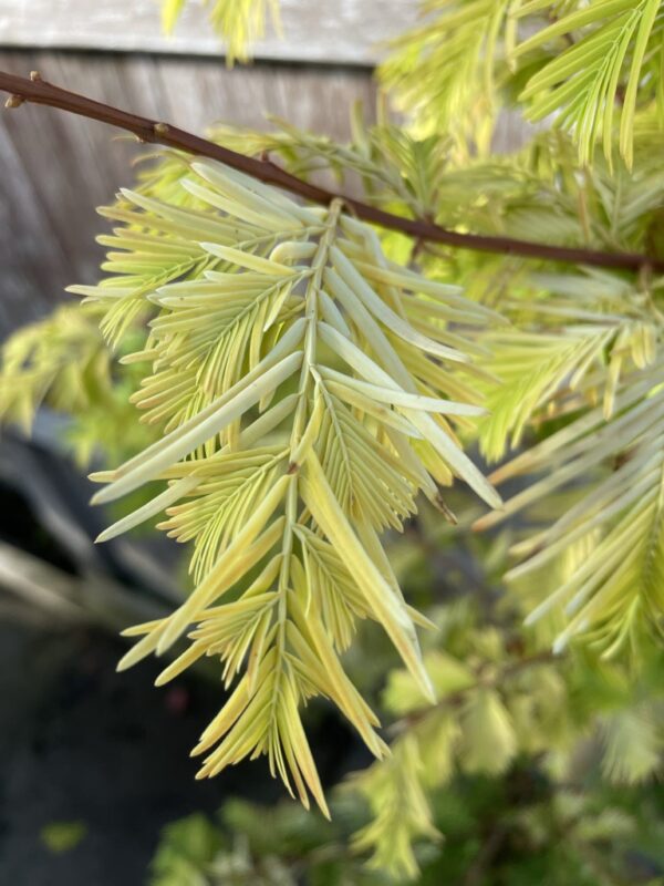 Dawn Redwood 'Golden Oji' 200cm (10L) - Image 3