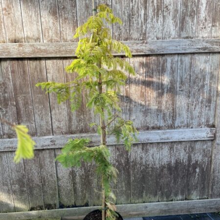 Dawn Redwood 'Golden Oji' 200cm (10L)