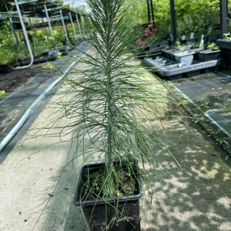 Mexican Weeping Pine