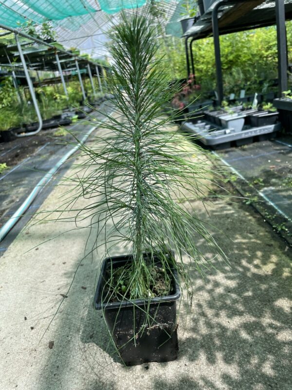Mexican Weeping Pine 20/40cm (P9)