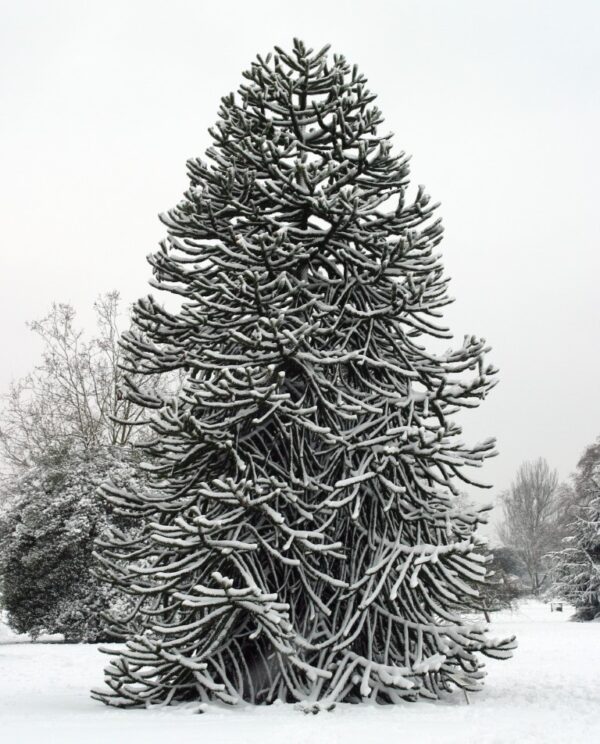 Monkey Puzzle Tree 10/20cm (P9) - Image 8