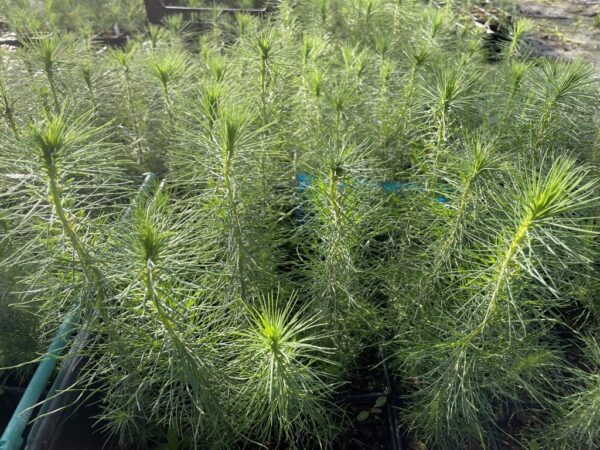 Monterey / Radiata Pine 40/60cm (2L) - Image 2
