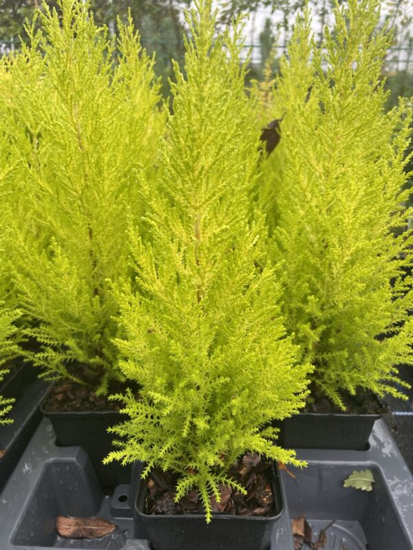 Monterey cypress 'Wilma' (P9) - Image 3