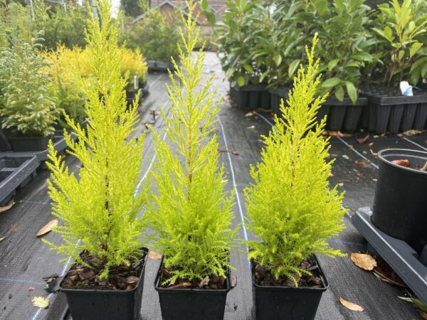Monterey cypress 'Wilma' (P9) - Image 2