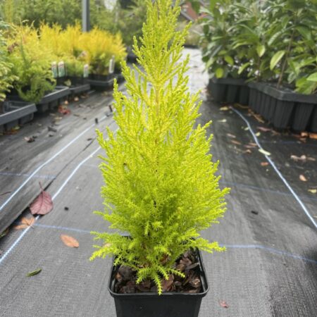 Monterey cypress 'Wilma' (P9)
