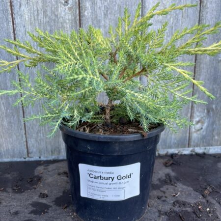 Pfitzer Juniper ‘Carbery Gold’ Juniperus × pfitzeriana
