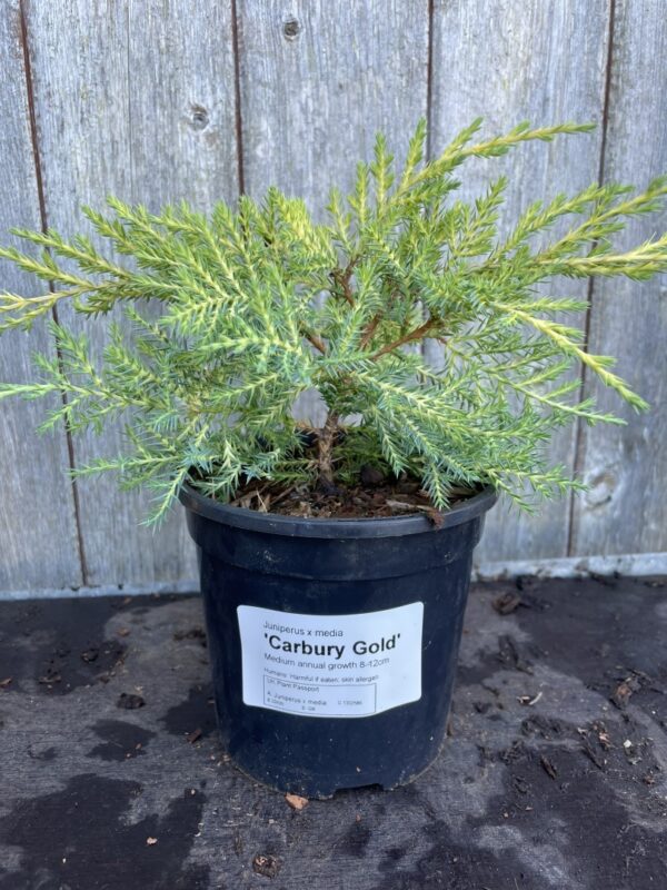 Juniper 'Carbery Gold' (1L)