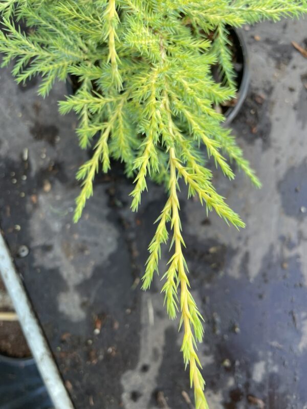 Juniper 'Carbery Gold' (1L) - Image 2