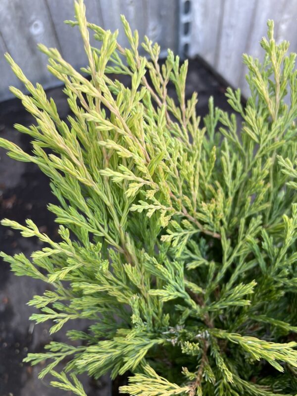 Juniper 'Carbery Gold' (3L) - Image 4